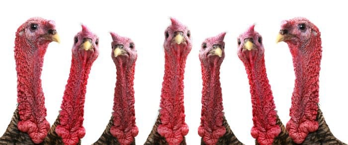 HRMPTurkeys 700x292 1